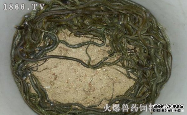 水律蛇养殖新技巧揭秘，高效养殖方法与实用操作指南