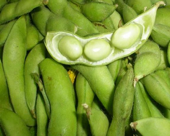 毛豆行情价钱分析与市场波动观察思考