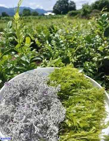 张家界莓茶价格探索之旅，自然美景与内心宁静的寻找