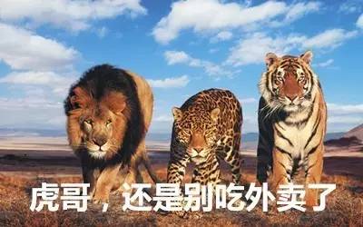最新虎狮，学习变革的力量，自信与成就感的崛起之路