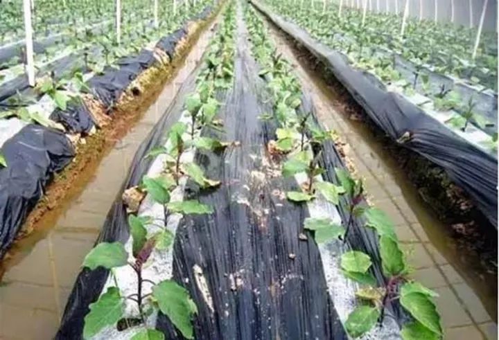 10公斤黑地膜价格,温馨农田里的秘密，一段关于黑地膜与友情的趣事