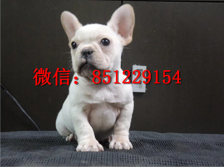 法牛犬行情走势揭秘，温馨日常背后的市场趋势