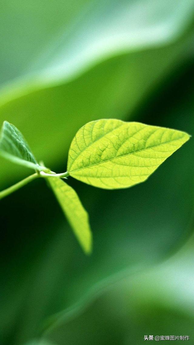 最新护眼美图，步骤指南与美图欣赏