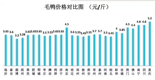 鸭毛行情深度解析，全面把握市场动态与趋势的指南