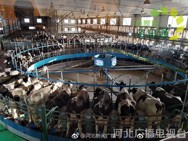 鹿泉区铜冶镇最新动态与温馨日常