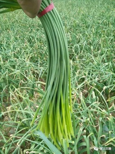 最新蒜苔价格变动，学习中的自信与成就感的源泉